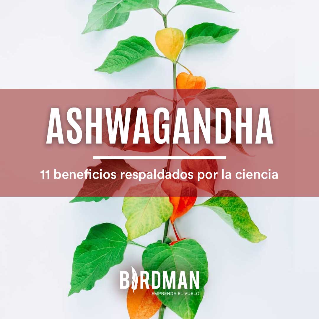 11 Propiedades de la Ashwagandha Respaldadas por la Ciencia | VidaBirdman
