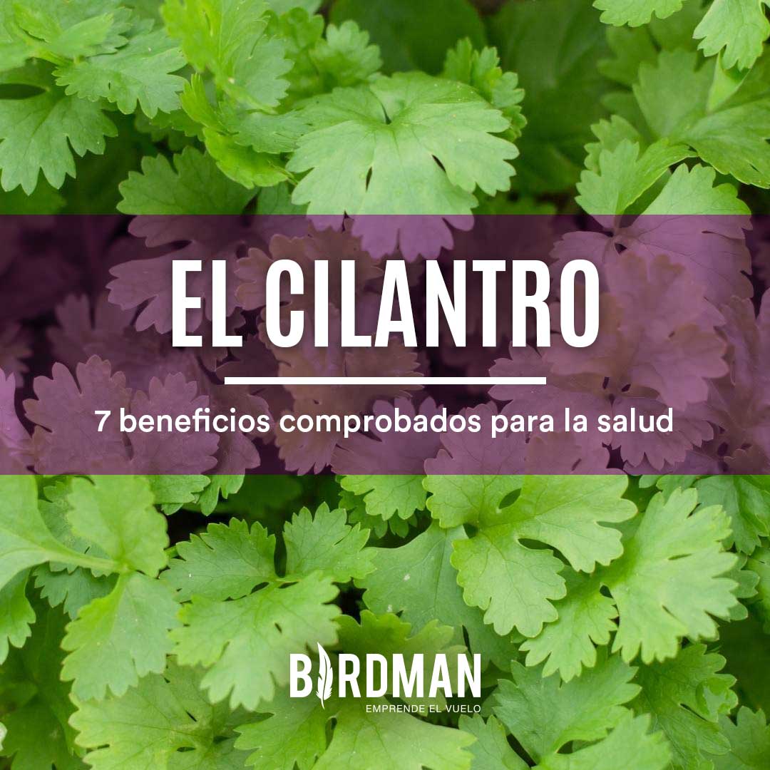 7 Beneficios del Cilantro Comprobados por la Ciencia | VidaBirdman