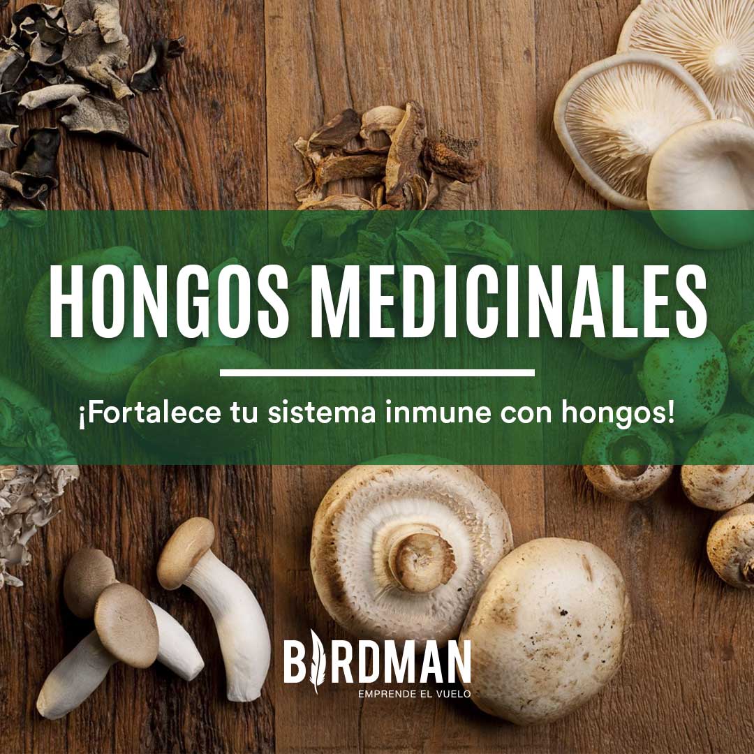 Fortalece tu Sistema Inmune con estos 4 Hongos Medicinales | VidaBirdman