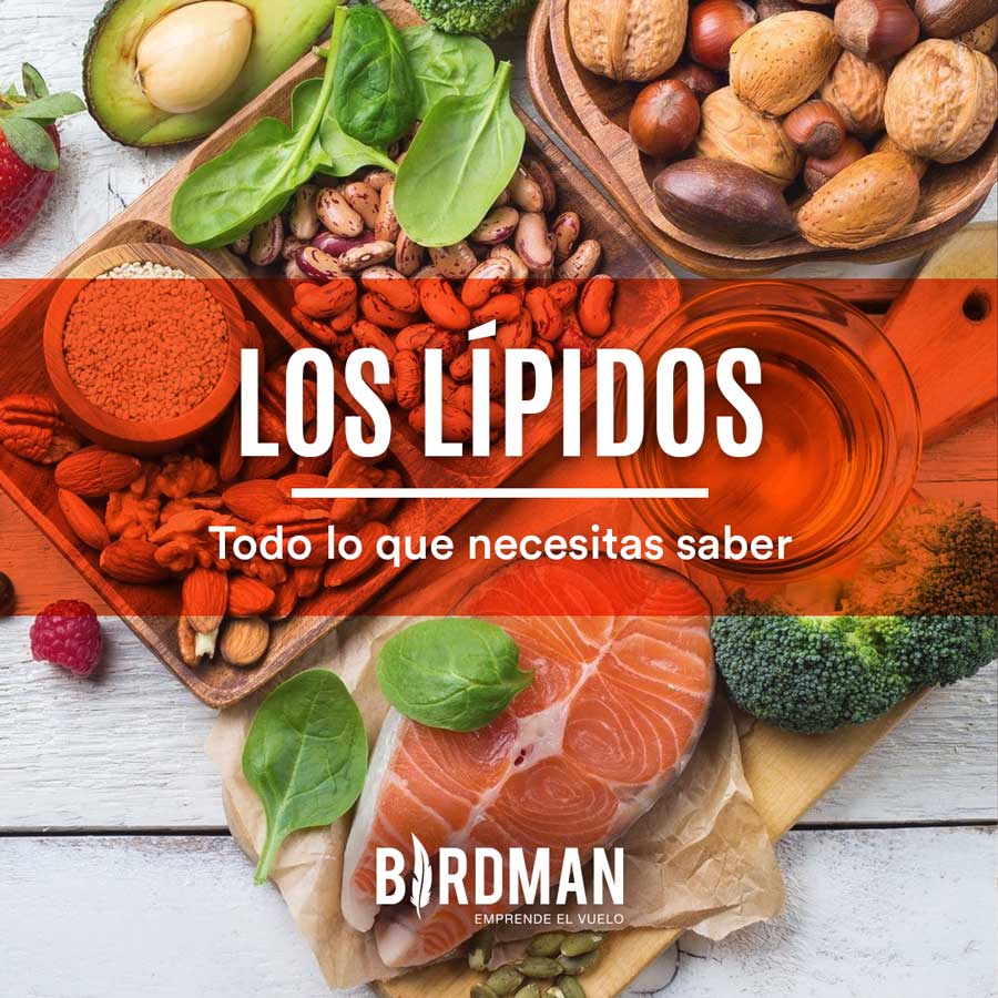 Lípidos: Todo lo que Necesitas Saber | VidaBirdman