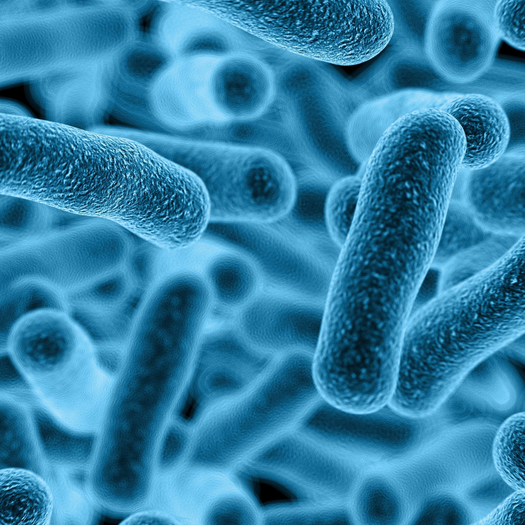 Probióticos: Qué Son, Beneficios, Tipos Y Cómo Funcionan
